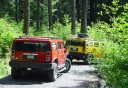Photo of Two hummers in the rainforest